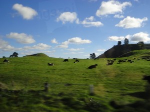 Happy Cows