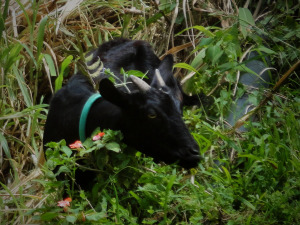 Banaue Goat
