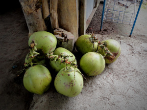 Batad Coconuts